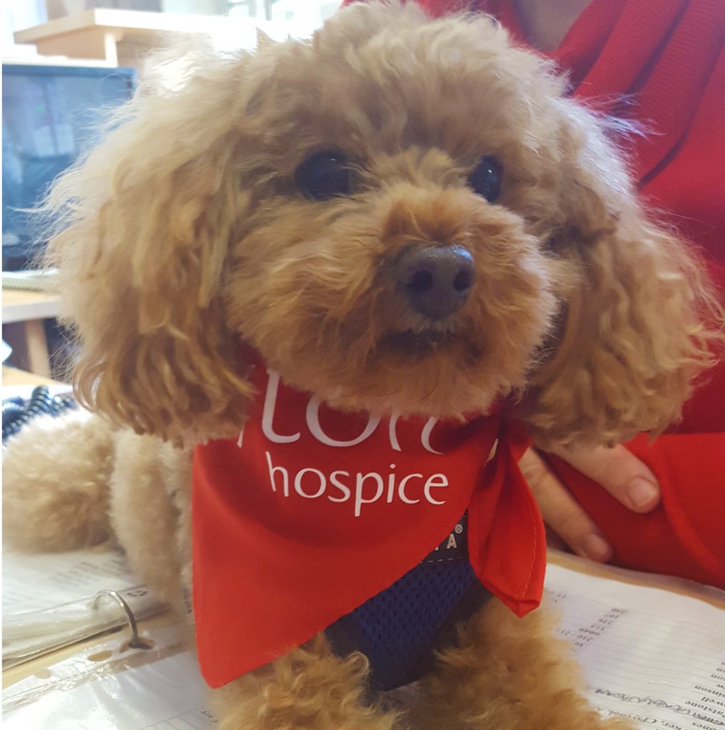 The Myton Hospices - Robbie the Dog - Volunteering Volunteer