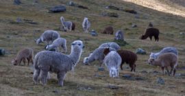 The Myton Hospices - Machu Piccu Inca Trail Trek Gallery