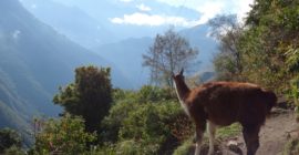 The Myton Hospices - Machu Piccu Inca Trail Trek Gallery