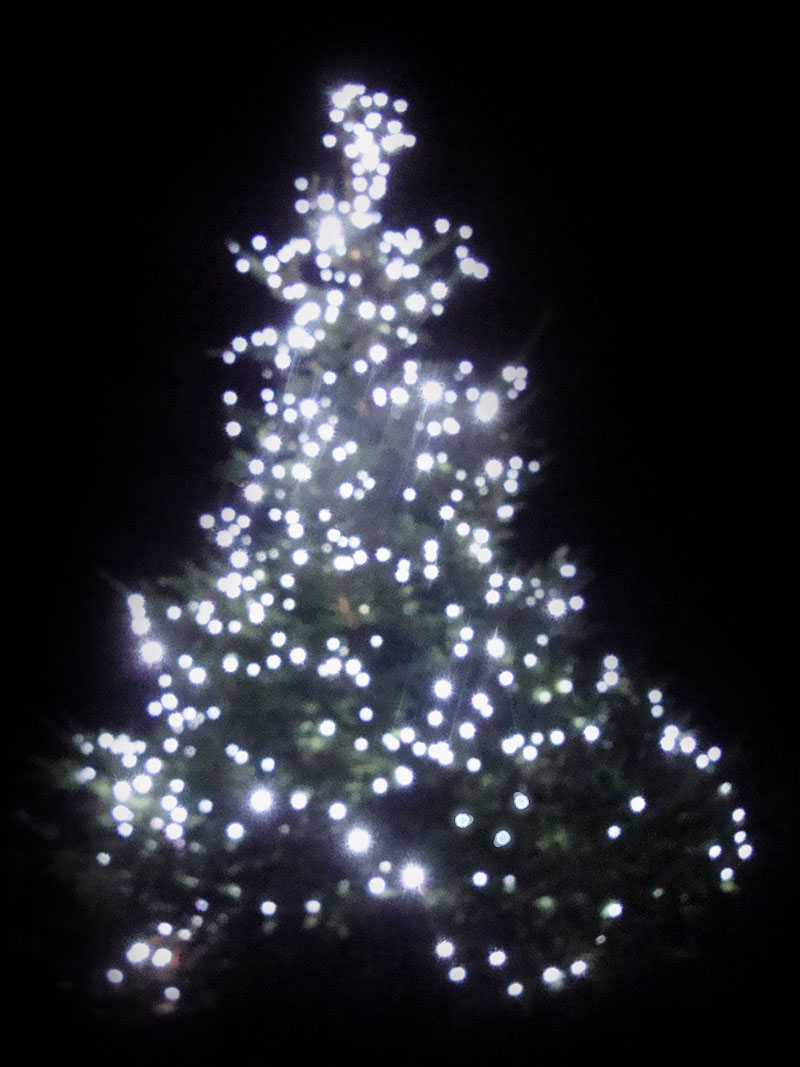 The Myton Hospices - The Rotary Trees of Light - Warwickshire - Coventry - Leamington Spa - Rugby - Whitnash