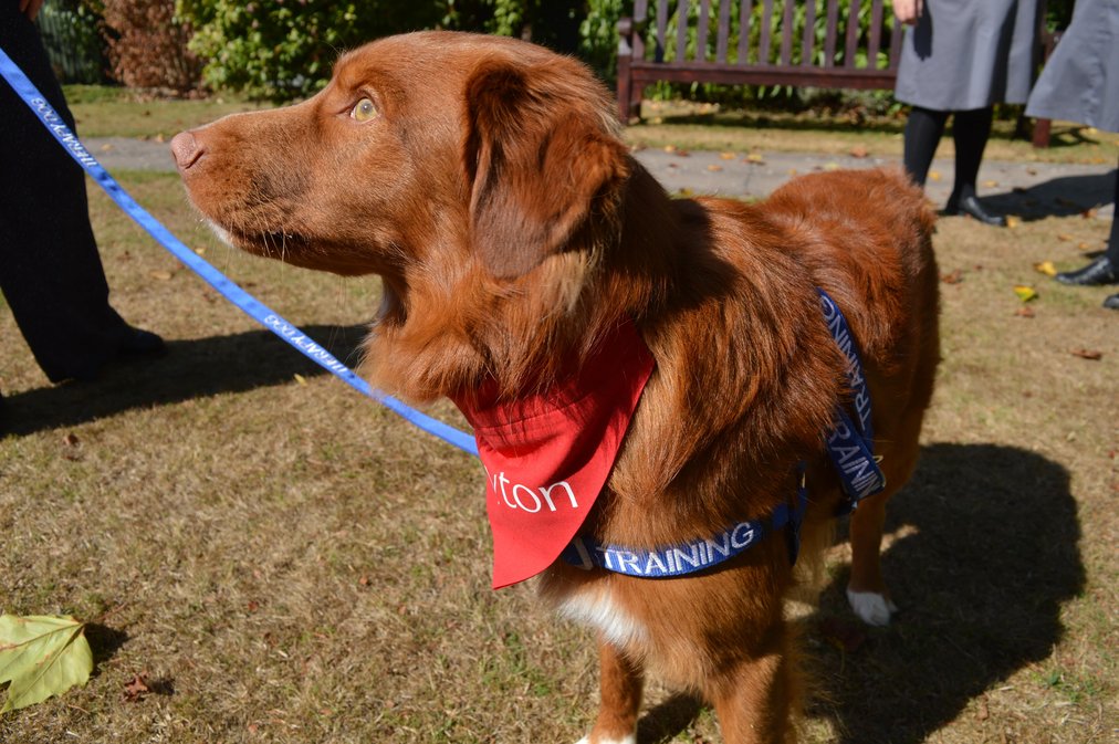 Trainee Therapy Dog Bracken