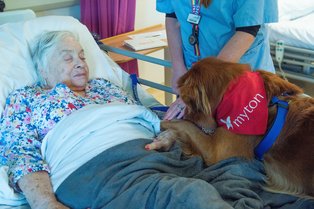 Trainee Therapy Dog Bracken with patient Margaret