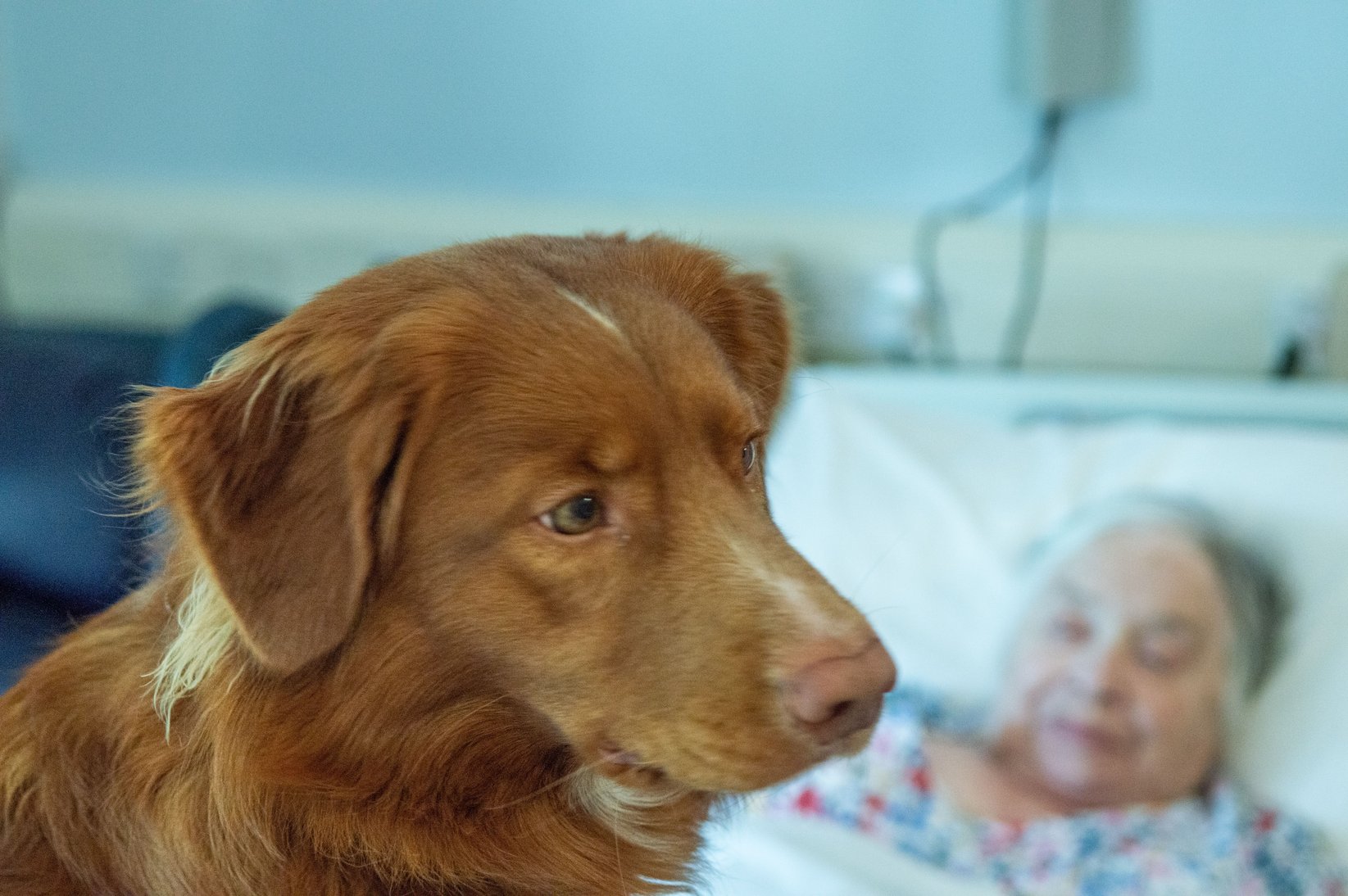 Trainee Therapy Dog Bracken with patient Margaret