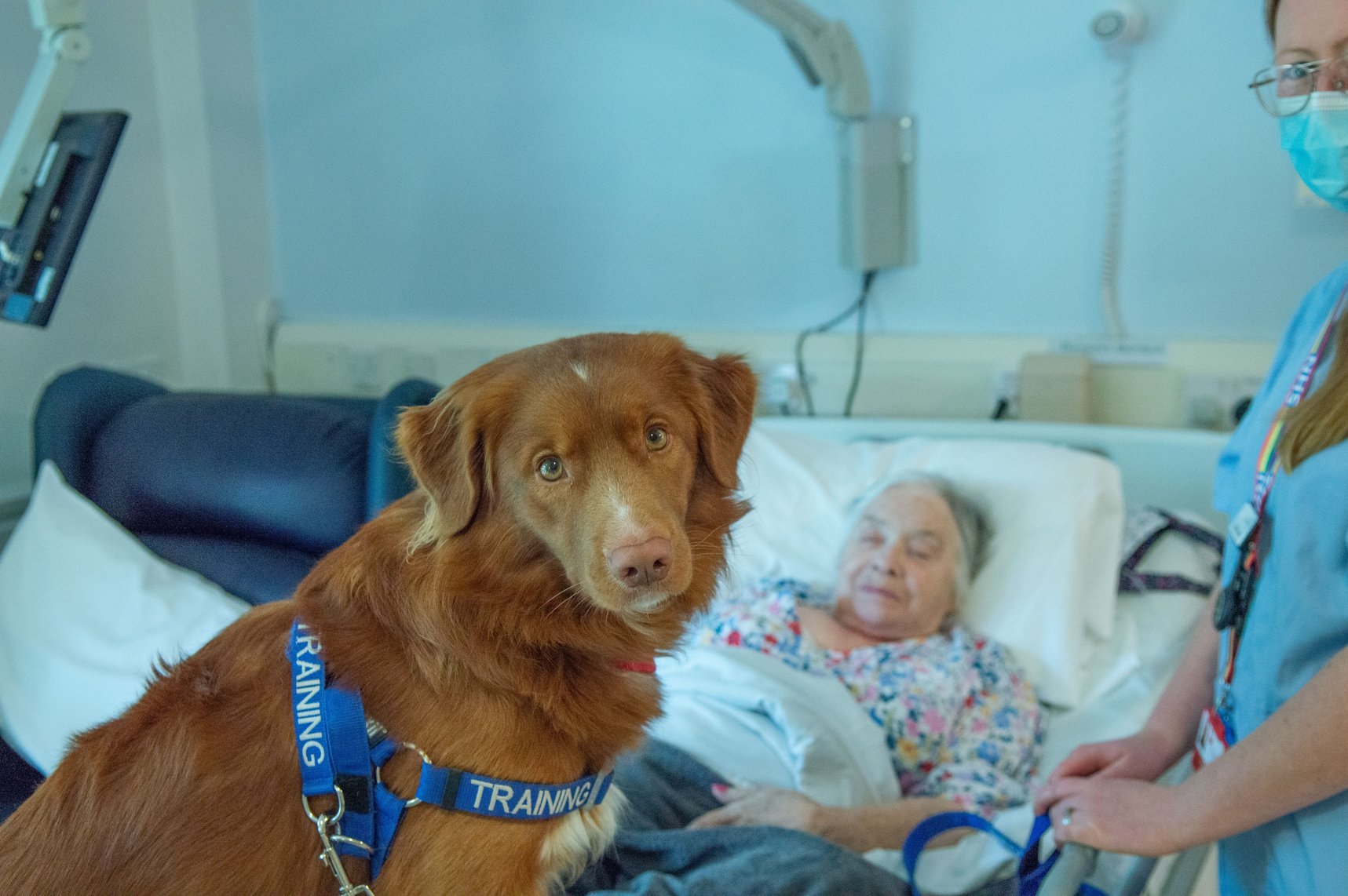 Trainee Therapy Dog Bracken with patient Margaret