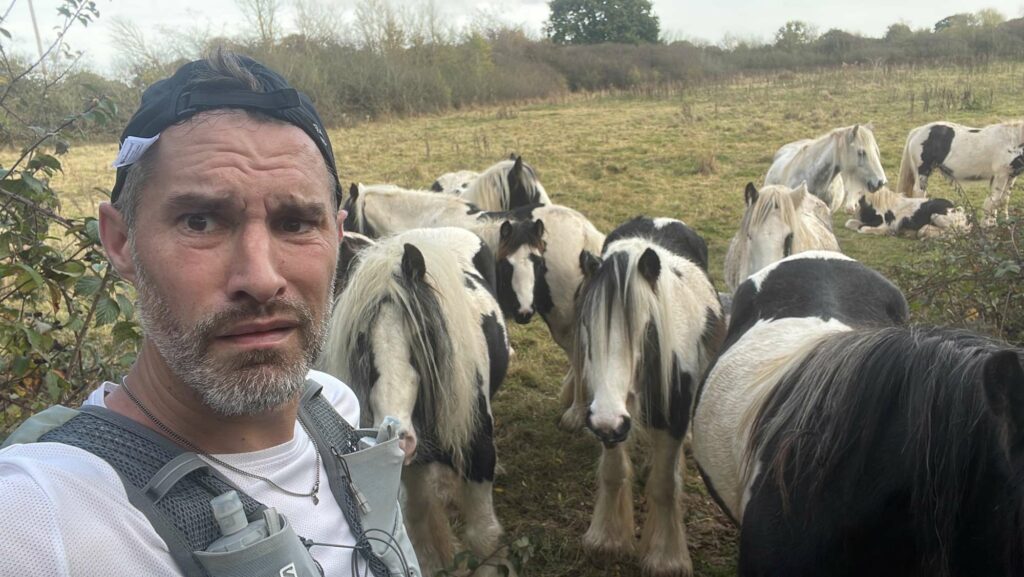 Henry on the run with cows