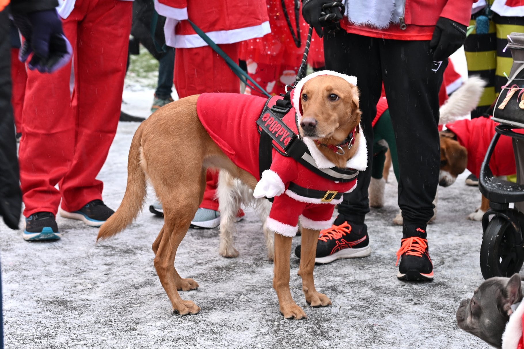 Dressed Dog