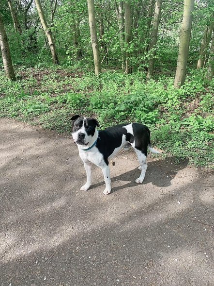 The Myton Hospices - Vicki's dog Rocco