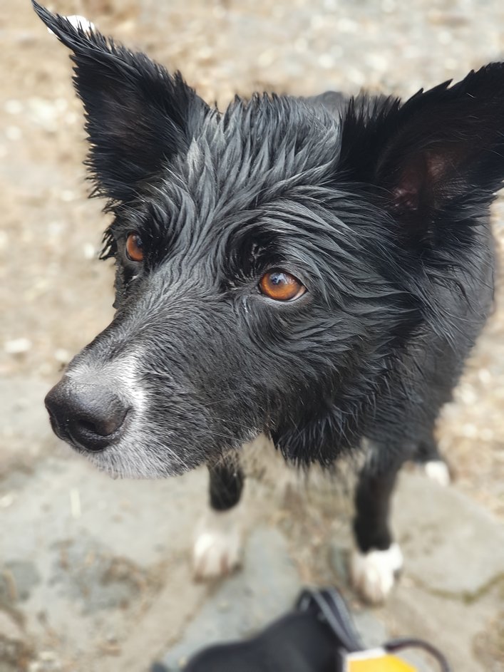 The Myton Hospices - Emily Young's Dog, Jess