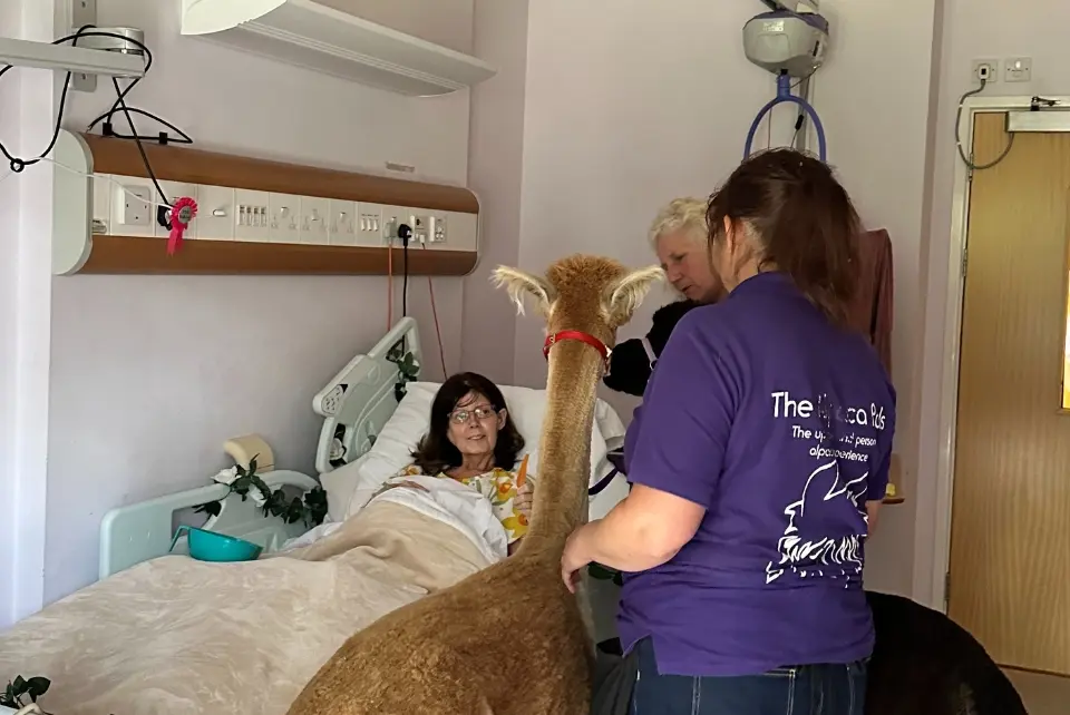 The Myton Hospices - Jacqui and the Alpacas