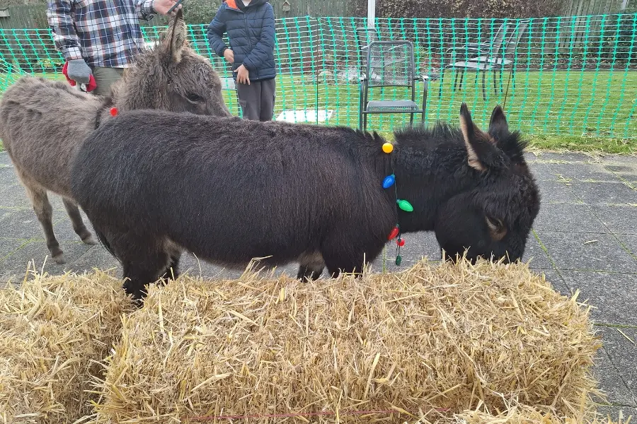 The Myton Hospices - Coventry Myton Donkeys