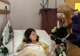 The Myton Hospices - Alpacas